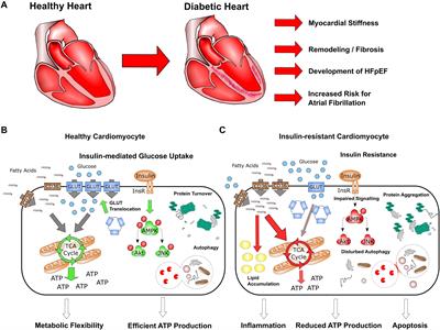 Repurposing Antidiabetic Drugs for Cardiovascular Disease